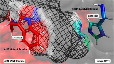 Editorial: Structural modeling and computational analyses of immune system molecules